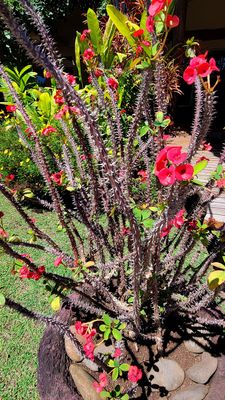 Cactus Flowers
