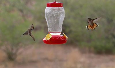 BIRDLIFE