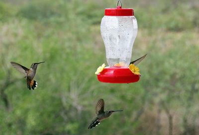 BIRDLIFE