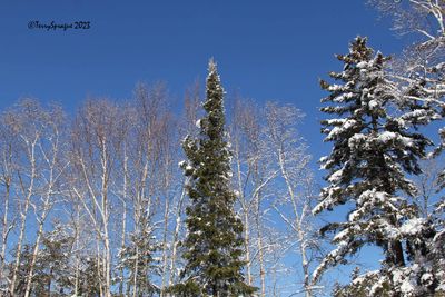 the day after the snow storm