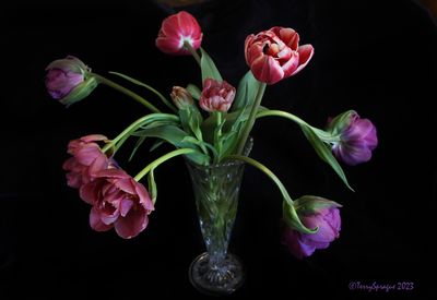 Tulips