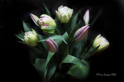 more tulips!