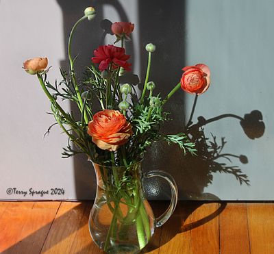 ranunculus