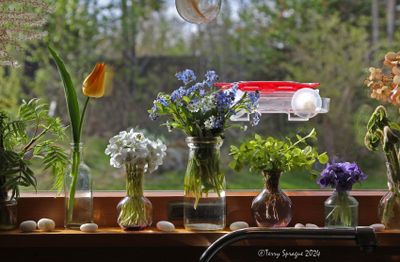 on the kitchen windowsill