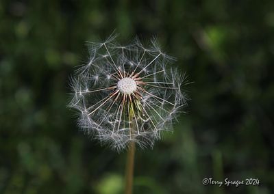 the lowly dandelion is a favorite photo op of mine.