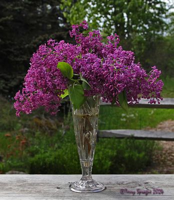 lilac