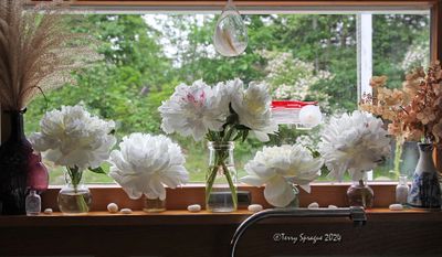 peony time!