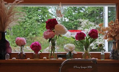 peony time!