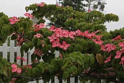 pink kousa dogwood