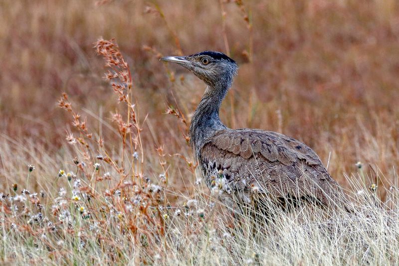 Australian Bustard