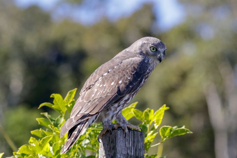 Barking Owl