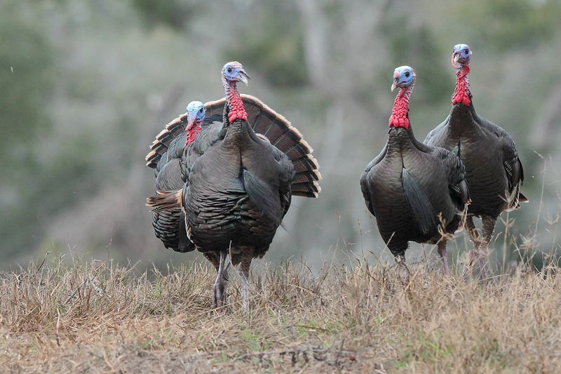 Wild Turkey