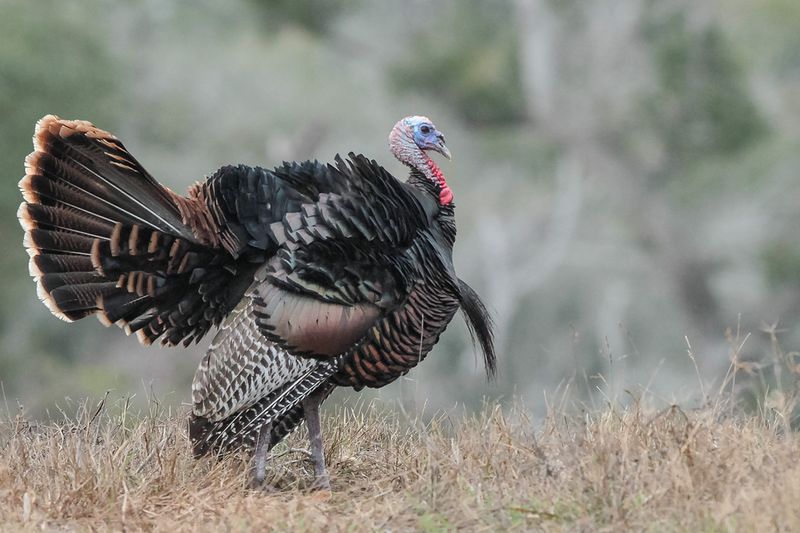 Wild Turkey