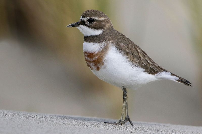 Banded Dotterel