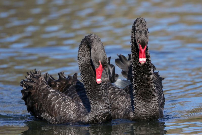 Black Swan