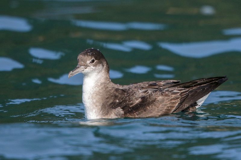 Fluttering Shearwater