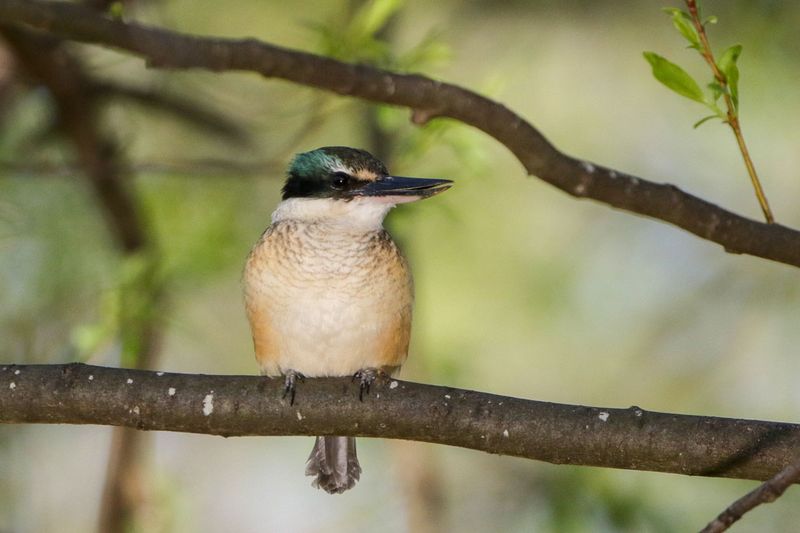 Sacred Kingfisher