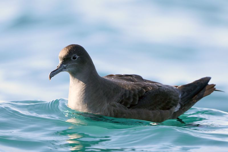 Short-tailed Shearwater