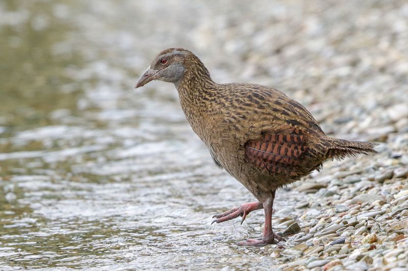 Weka