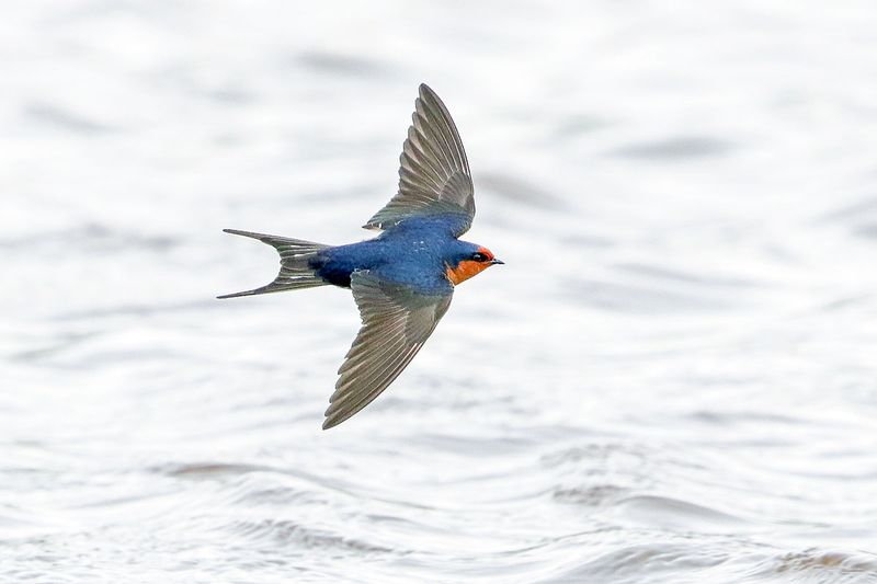 Welcome Swallow