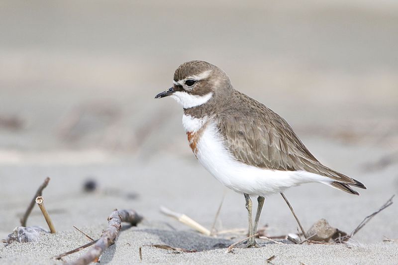 Banded Dotterel