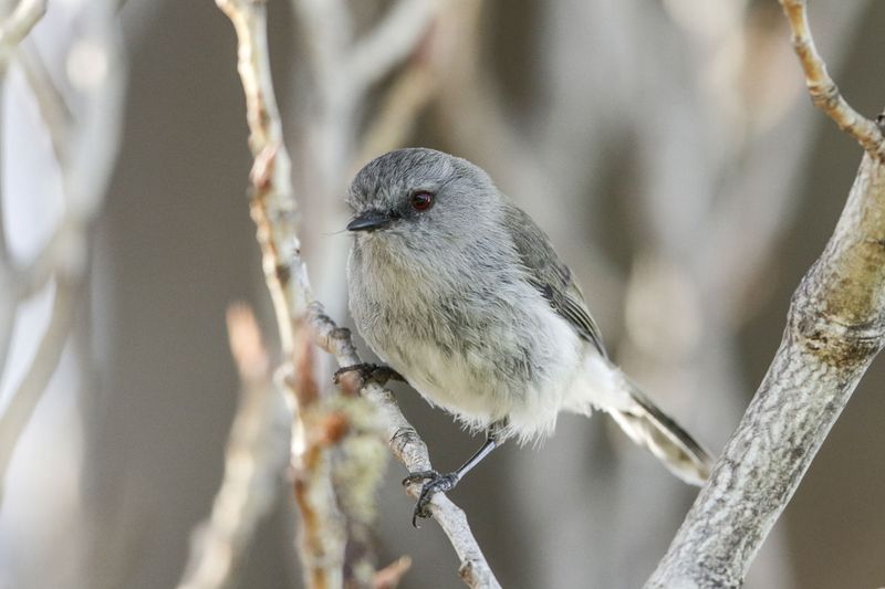 Grey Greygone / Grey Warbler