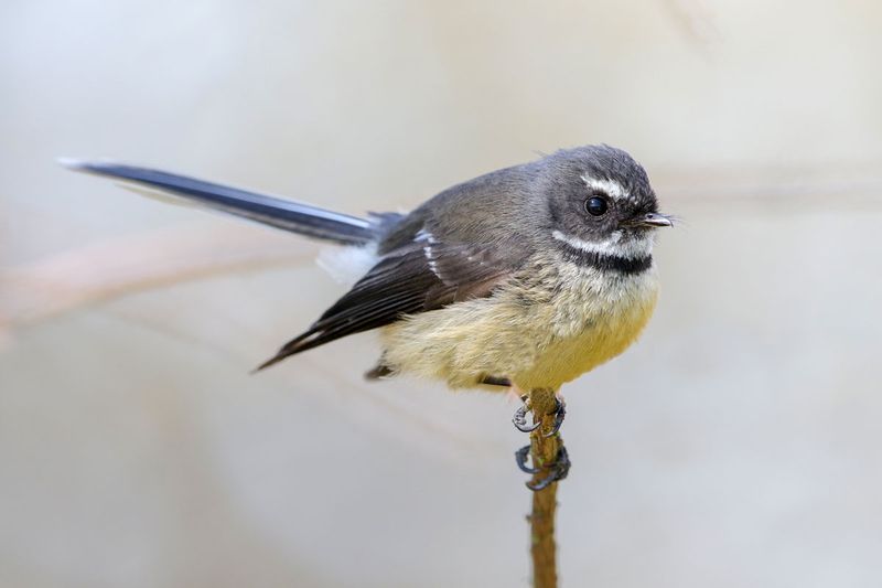 New Zealand Fantail
