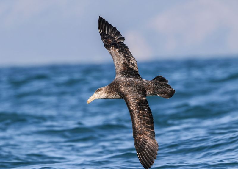 Northern Giant-Petrel