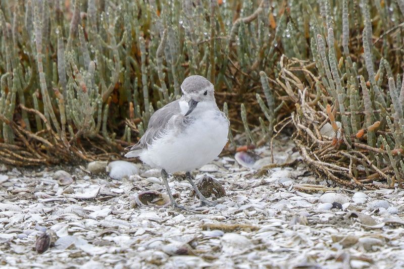 Wrybill