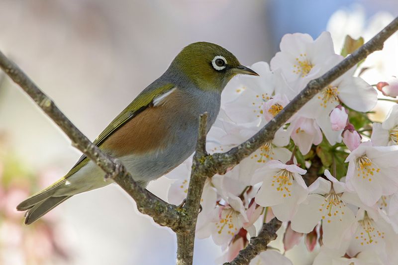 Silvereye