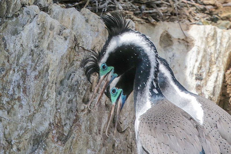 Spotted Shag