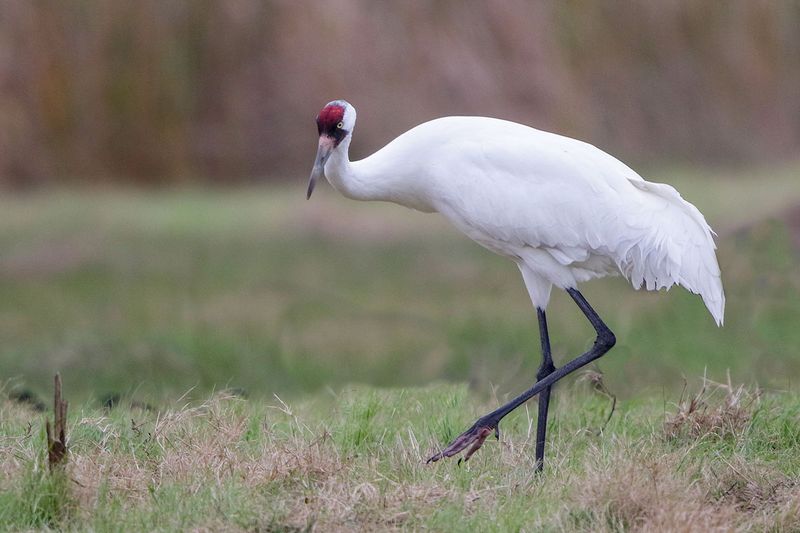 Whooping Crane