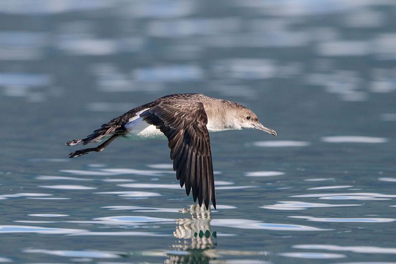 Fluttering Shearwater