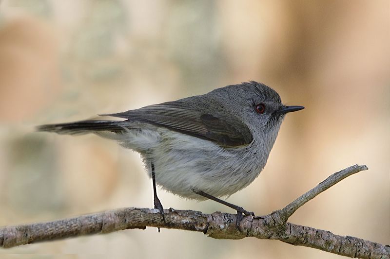 Grey Greygone/Grey Warbler