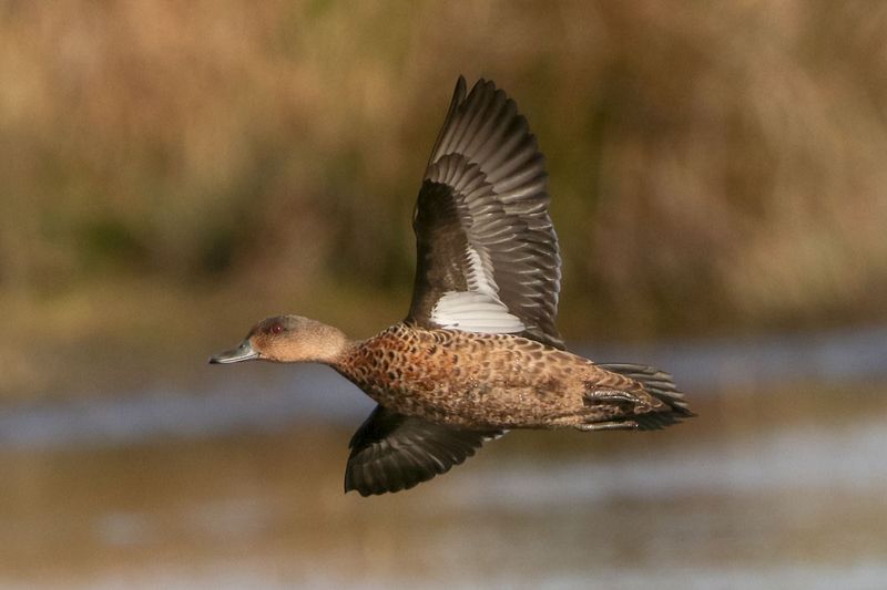 Grey Teal