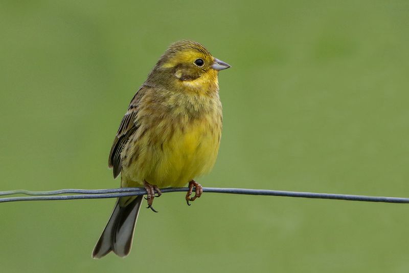 Yellowhammer