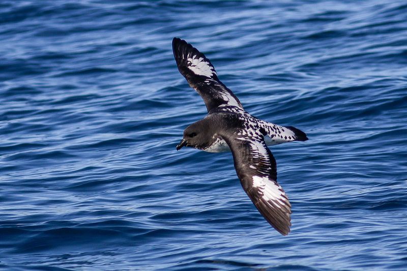 Cape Petrel