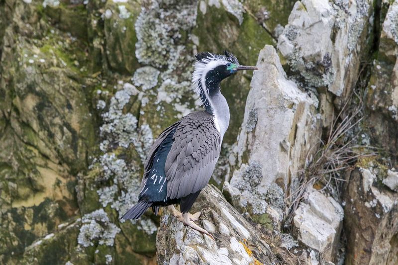 Spotted Shag