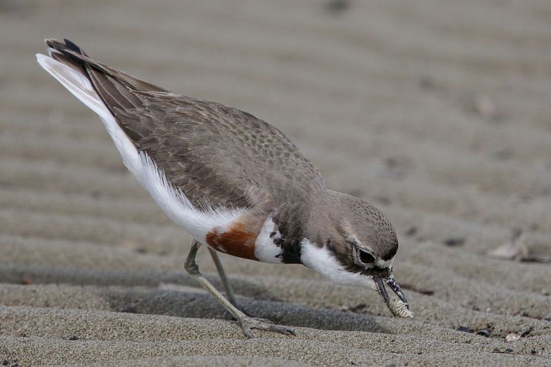 Banded Dotterel