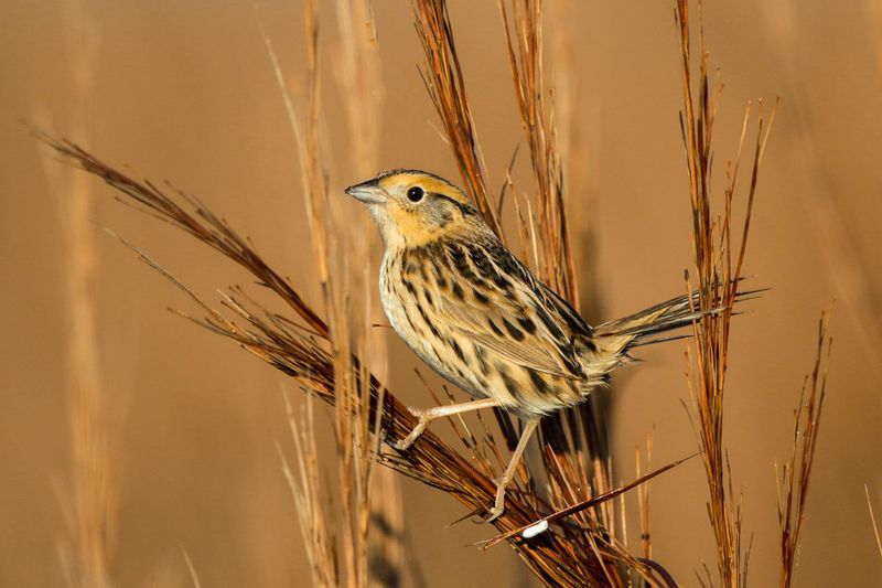 Le Conte's Sparrow