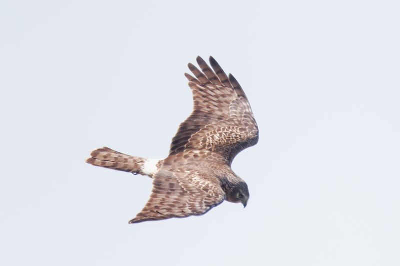 Northern Harrier