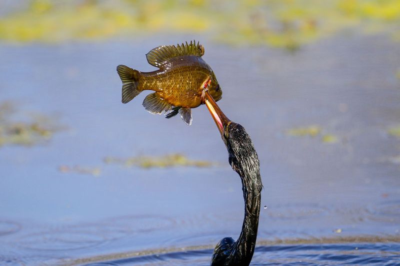 Anhinga