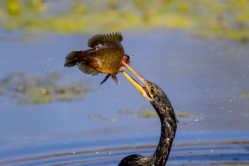 Anhinga
