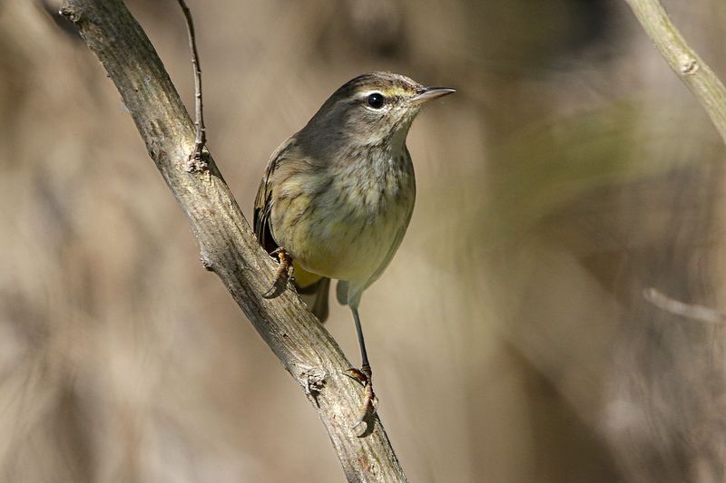 Palm Warbler