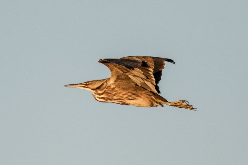 American Bittern