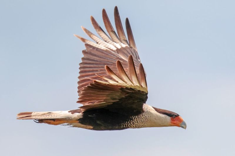 Crested Caracara