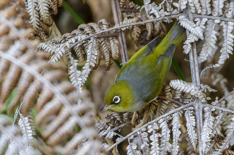 Silvereye