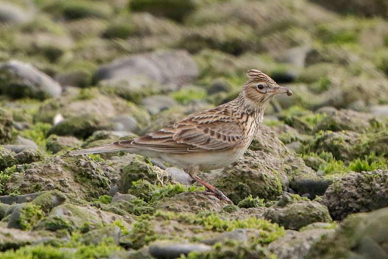 Eurasian Skylark