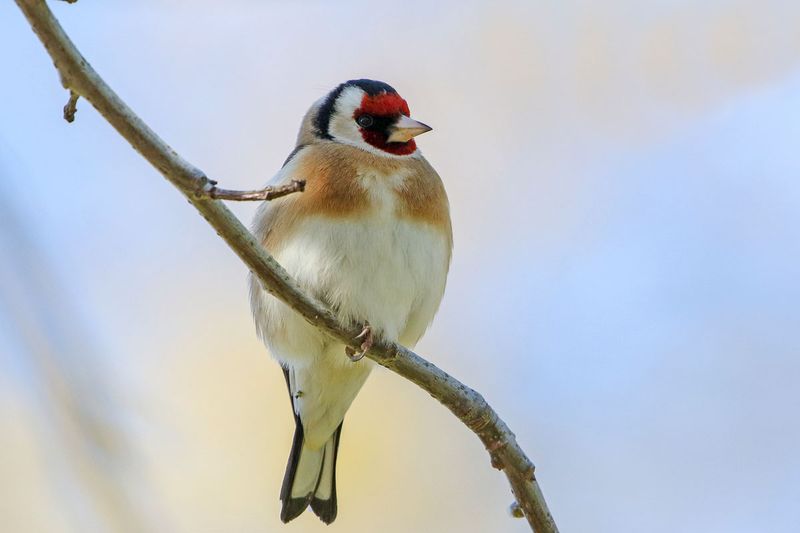 European Goldfinch