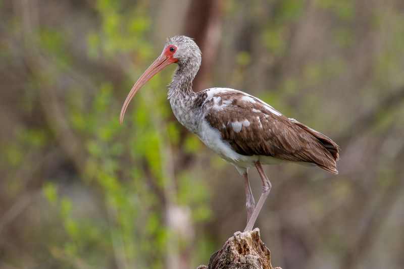 White Ibis